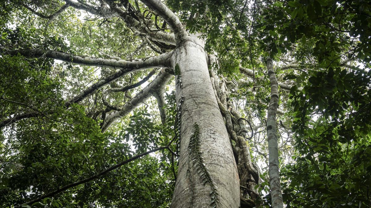 Zhroucení ekosystému v Amazonském pralese se rychle blíží, varují vědci